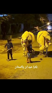 115K views · 4.9K reactions | BACHO KA SHOQ ❤ | Bakra Eid In pakistan | Facebook