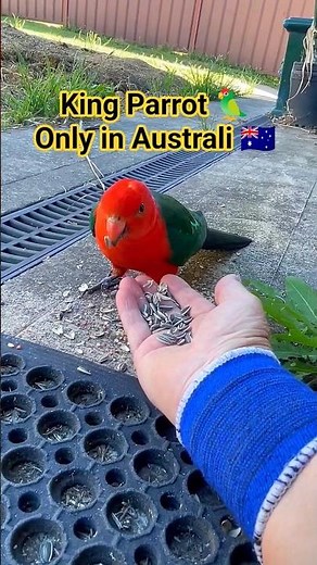 Australian King Parrot 🦜 #kingparrot #birds #nature