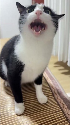 Come Listen to This Talkative Kitten Meow 🐾 | Cute Cat Sounds That Melt Hearts #cat #pigfeed #cute