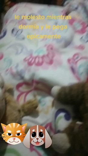 Videos de GATO FRESCO 🇧🇴 (@catsimulator_657) con “suono originale - The gang of Pingu”