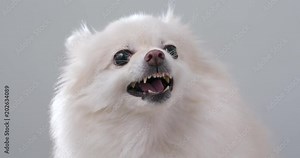 White Pomeranian dog getting angry and want to bark