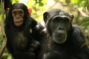 Stream It Or Skip It: ‘Chimp Empire’ On Netflix, A Docuseries About The Hierarchy And Rivalries In A Ugandan Chimpanzee Community
