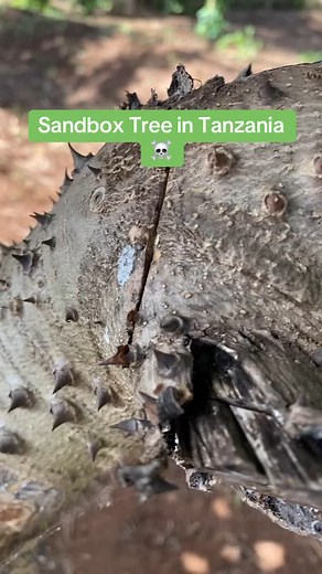 One of the most dangerous trees. The Sandbox tree #trees #tanzania #sandbox #nature | Thiong'o Wa Gachie