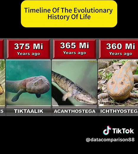 Timeline of Evolutionary History of Life Explained