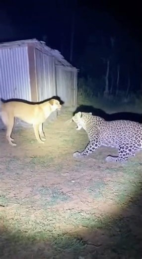 Dog vs Leopard — The Fearless Stand-Off Caught on Camera! #dog #animals