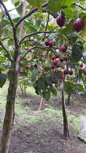 Red Apple Tomato Tree: Best Planting Practices