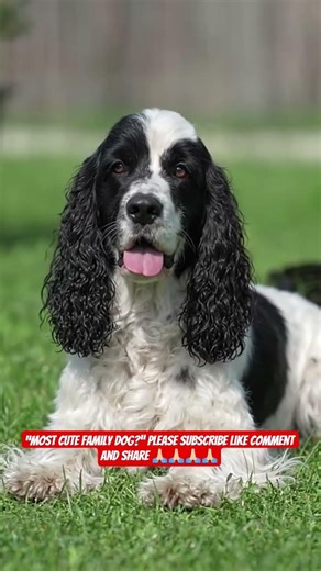 🐕 American Cocker Spaniel – Cute & Loving Companion 💖 #shorts #ashishsaxena