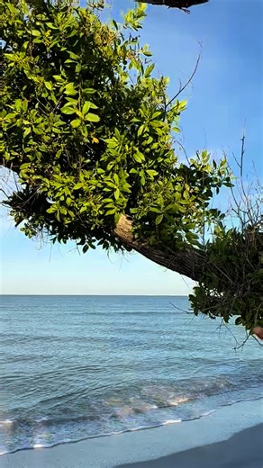 4.6K views · 233 reactions | Wildlife Wednesday/ Buttonwood Tree | Captain Brian On The Water - Sanibel/Captiva Tours | Facebook