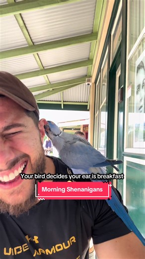 Morning Shenanigans with My Pet Parrot