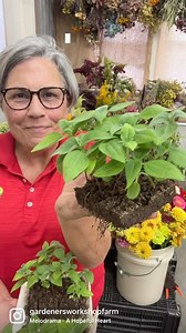 Get started soil blocking with the kit! Comment BLOCKER and I’ll DM the link. This kit includes: 🌻Small 3/4” soil blocker tool 🌻Nutrient Mix to mix with your peat moss/coco fiber & compost 🌻5 Reusable foam trays that hold 60 blocks each 🌻10 wooden 4” plant markers 🌻Course: Seed Starting Made Easy 🌻3 packs of flower seeds -bestsellers 🌻TGW toothpicks & dispenser Everything you need to get started soil blocking when you add your sift peat moss or coco fiber and compost. Soil blocking is inc