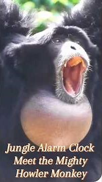 Jungle Alarm Clock: Meet the Mighty Howler Monkey