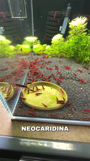 Neocaridina Bloody Mary Shrimp Care Guide