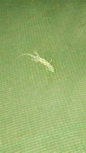 Asian House Gecko Sound Original Ep.238 #short #shortvideo #animals #animation #animal