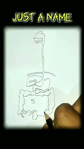 Digestive system drawing easy | With Name | #drawing #shorts #music