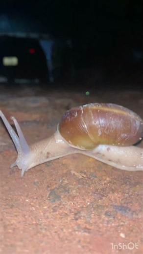 White snail #shortvideo #snail #viralvideo #nature #highlights #insects #subscribers #views