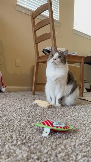 mr noodle was a fever dream 🎥 • • • • • #cat #catsofinstagram #cats #catlife #catstagram #catlovers #petstagram #petsofinstagram #catlove #catoftheday #animals #viral #chonk #catsofig #instacat #cutecat | Ellawatchestv_