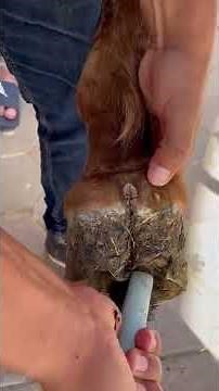 Hoof abscess & fistula in horses