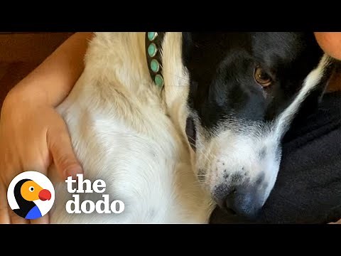 Grieving Dog Has The Best Reaction To Meeting His New Brother | The Dodo