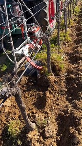 🇺🇸 RADIUS D with clearing body mounted on our SB 2 in action in France. 👍😊 The clearing body is ideal for pulling dams and larger amounts of earth mass between the vines or trees in the row. ____________________ 🇩🇪 RADIUS D mit Abraumraumschar angebaut am SB 2 beim Einsatz in Frankreich. 👍😊 Das Abraumschar eignet sich hervorragend, um Dämme und größere Mengen von Erdmasse zwischen den Reben oder Bäumen in die Reihe zu ziehen. ____________________ 🇫🇷 RADIUS D avec des décavaillonneuse m