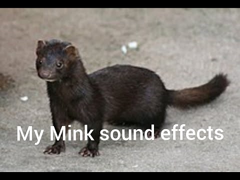 My best Mink sound effects