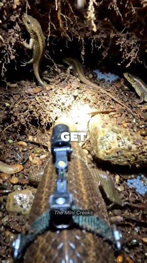 The burrowing skink POV.