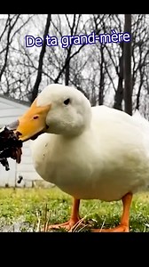 596K views · 12K reactions | Tout ça pour une carte d'identité | Jeremandtheduck | Facebook