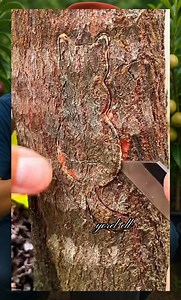 Patch budding, unique 👌 ✨️ 😍 #Grafting #graftingplant #chipbudding #graftingtechnique | Grafting Techniques
