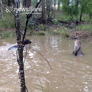 18K views · 165 reactions | A chance encounter with this wild kangaroo, nearly left this dog in serious trouble. | Newsflare | Facebook