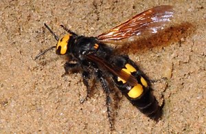 Mammoth wasp - Alchetron, The Free Social Encyclopedia