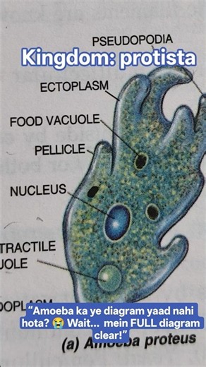 Can You Identify These Amoeba Parts? 🧠🔥 | Biology Shorts #shorts