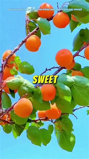 Dermatologists Hate This One Apricot Trick For Clear Skin #shorts #glow