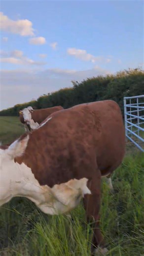 🐮🌿 Cow Gate Update! 🌿🐮 Did the bucket of feed work? Did they all go through the gate...? #cows #stubborn #herefords #farming #farmlife #farm | Elwess Herefords