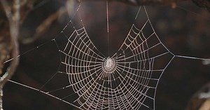 Cette araignée minuscule tisse des toiles de 25 mètres (et elle est aussi cannibale !)