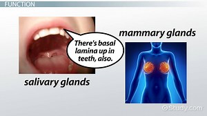 Basal Lamina | Definition, Components & Functions - Video | Study.com