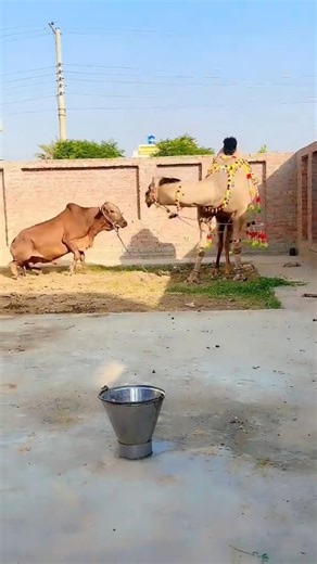 Eid ul Adha Animal 2026 | Cow Tiktok | Cow Lover | Qurbani Eid Janwar | whatsapp status | #Shorts