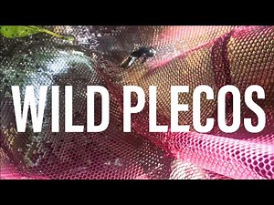 COLLECTING WILD PLECOS!