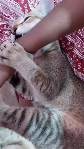 “Wahi kaam karo jisme mann lage… jaise ki CATNA 😼😂 | Funny Cat Video”