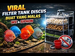 VIRAL FILTER AQUARIUM DISCUS BUAT YANG MALAS WC & SIPHON | IKAN DISCUS FISH | MAIN IKAN DISCUS