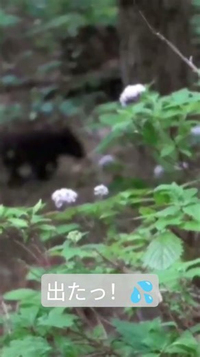 ⚠️ 森で熊に遭遇しました。短いですが、実際の状況と対処を本編でまとめています👇▶︎ フル動画はこちら