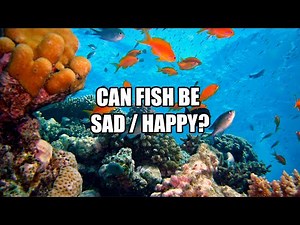Do fish have emotions? Fish and emotional intelligence?