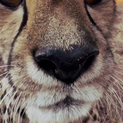 Pet Cheetahs: Cute Moments and Edits