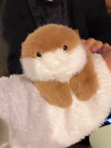 Giving me a cute otter doll is not too much, right!
