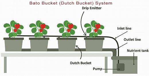 Dutch Bucket (Bato Pot) Hydroponic System for Indoor Growing of Strawberries