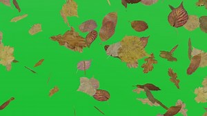 Leaves, Foliage, Fall. Free Stock Video