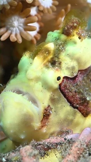 Meet the Warty Frogfish (Antennarius maculatus)