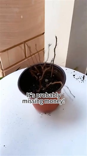 Plant sick?Here’s the cure!#plant #plants #planting #root #roots #diy #fertilizer #garden #gardening #gardeningtips #gardeninghacks | Gardeningideas