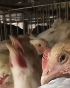 809 reactions · 230 shares | These are chickens moments before they are sent to slaughter. You can see the fear and pain they are experiencing  If you think that animals deserve better, take action with us: https://thl.link/ta2720 : Newark Chicken Save / Animal Save Movement | The Humane League | Facebook