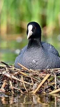 From Sticks to Life: A Eurasian Coot’s Floating Island Story