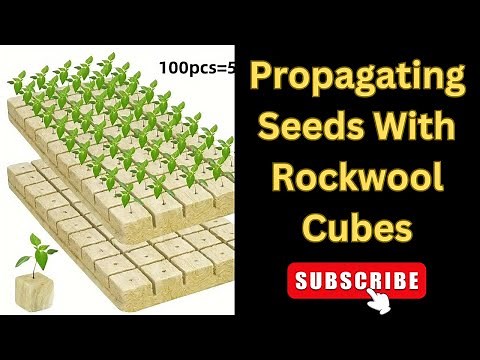 Green Thumb Magic: Propagating Seeds with Rockwool Cubes - Ultimate Gardening Guide!