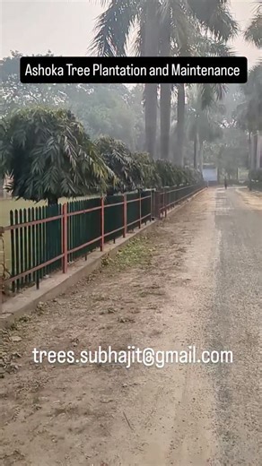 Ashoka Tree Plantation and Maintenance | Mission Green Mumbai